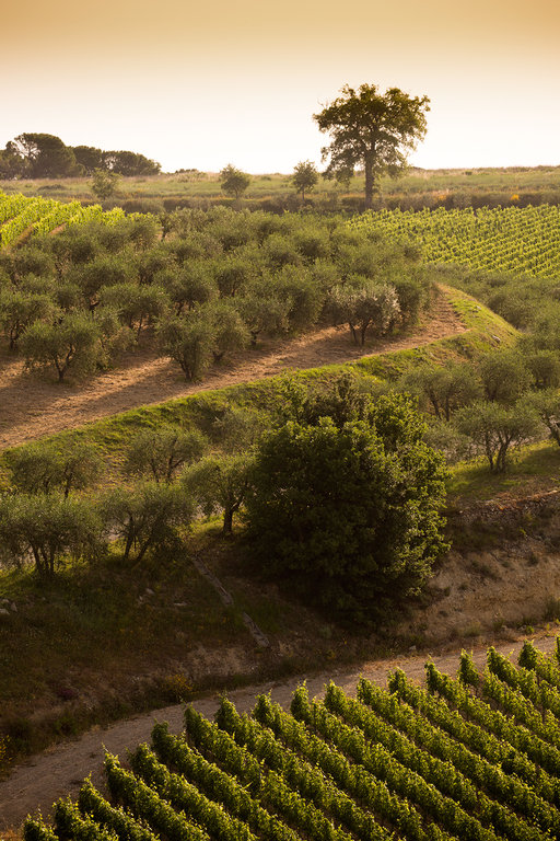 Beautiful rolling hills