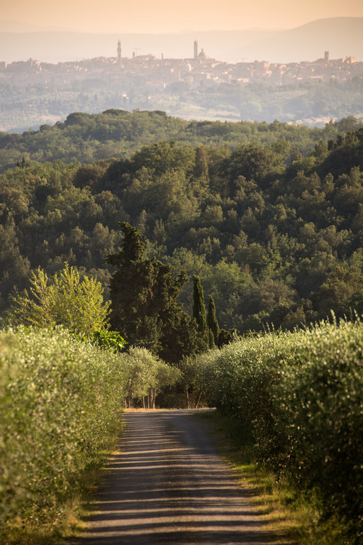 Driveway into the Winery