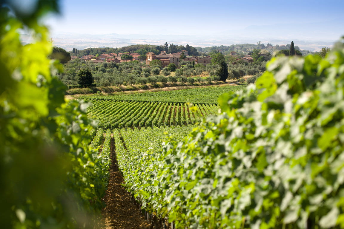 San Giovanni vineyards