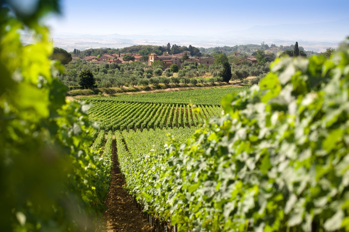 San Giovanni Vineyards