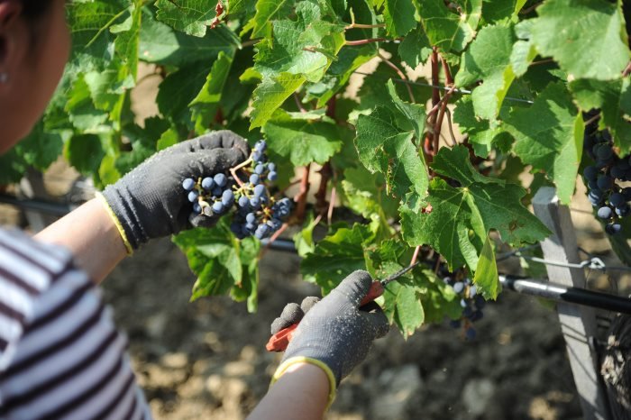 Hand Harvesting