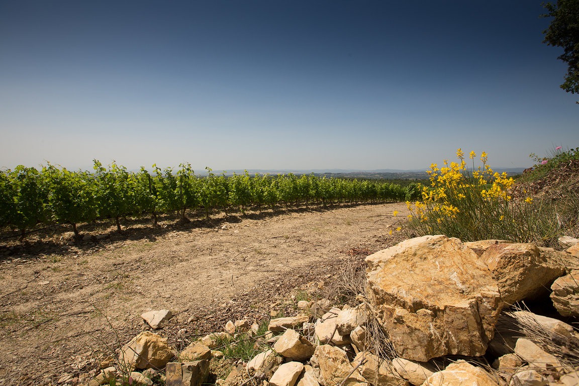 Soil and Vines