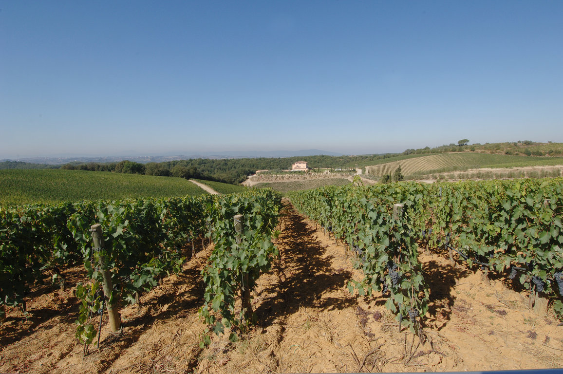 View from Montebello Vineyard